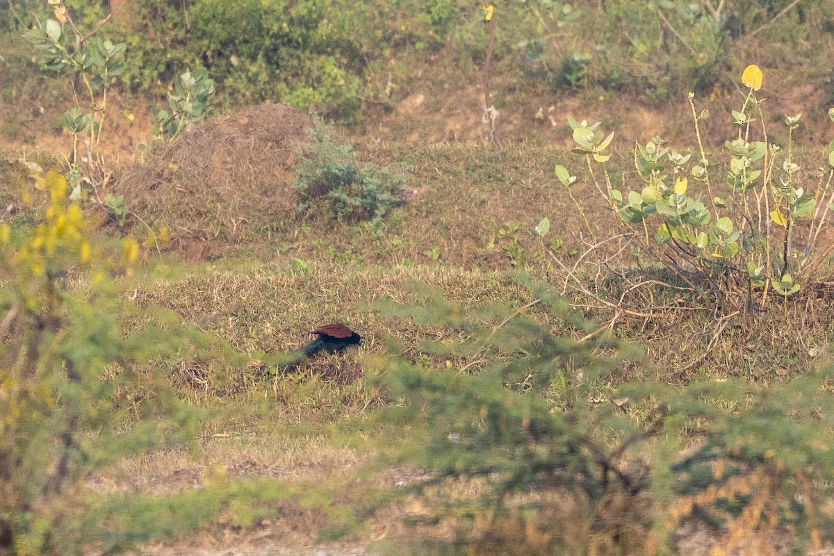Greater Coucal - ML646660270
