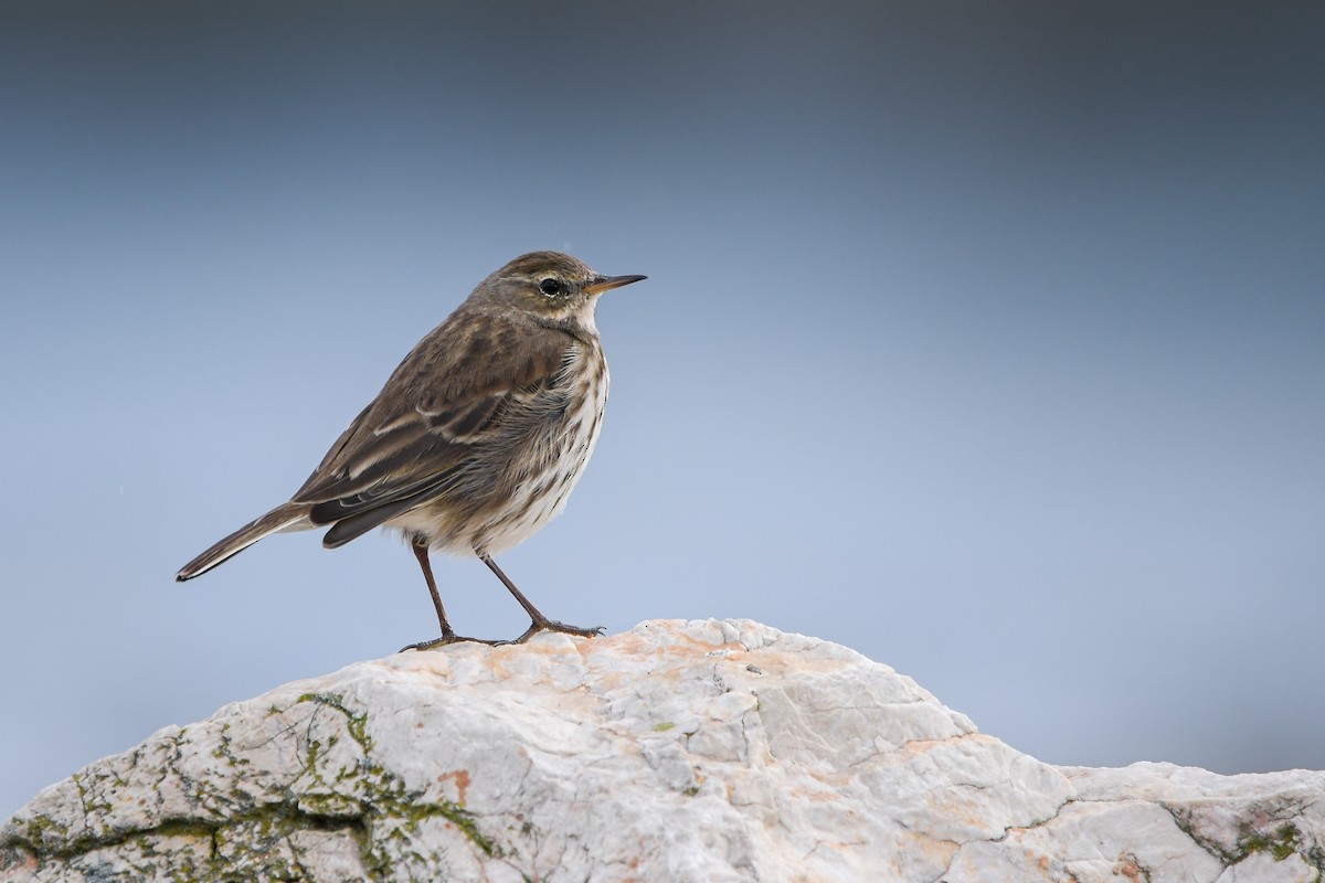 Dağ İncirkuşu - ML646660271