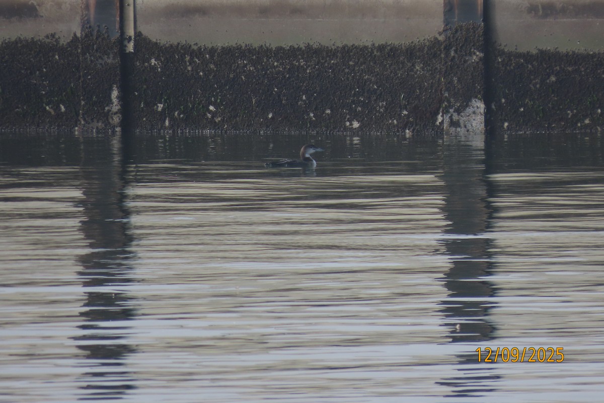 Common Loon - ML646660272