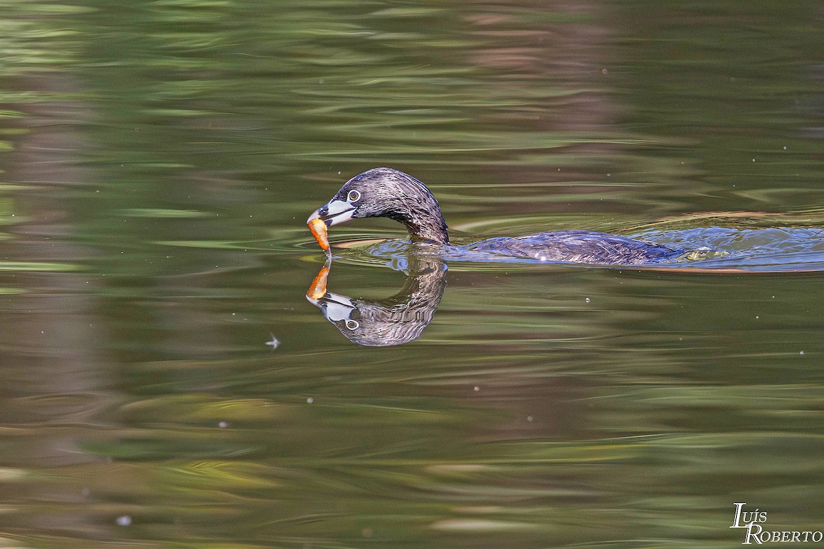 ringnebbdykker - ML646660273