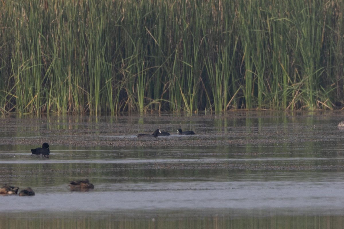 Eurasian Coot - ML646660276