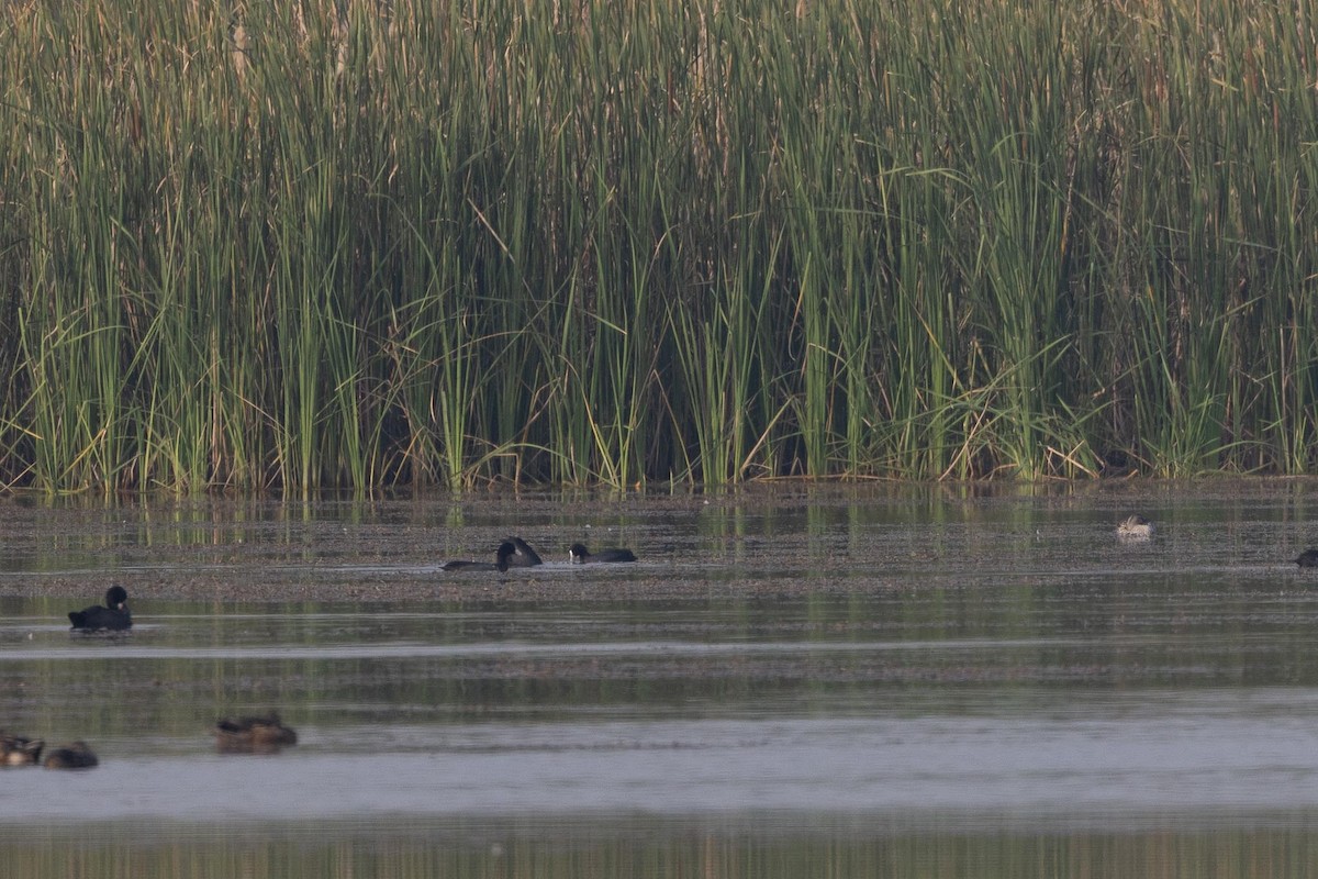Eurasian Coot - ML646660277
