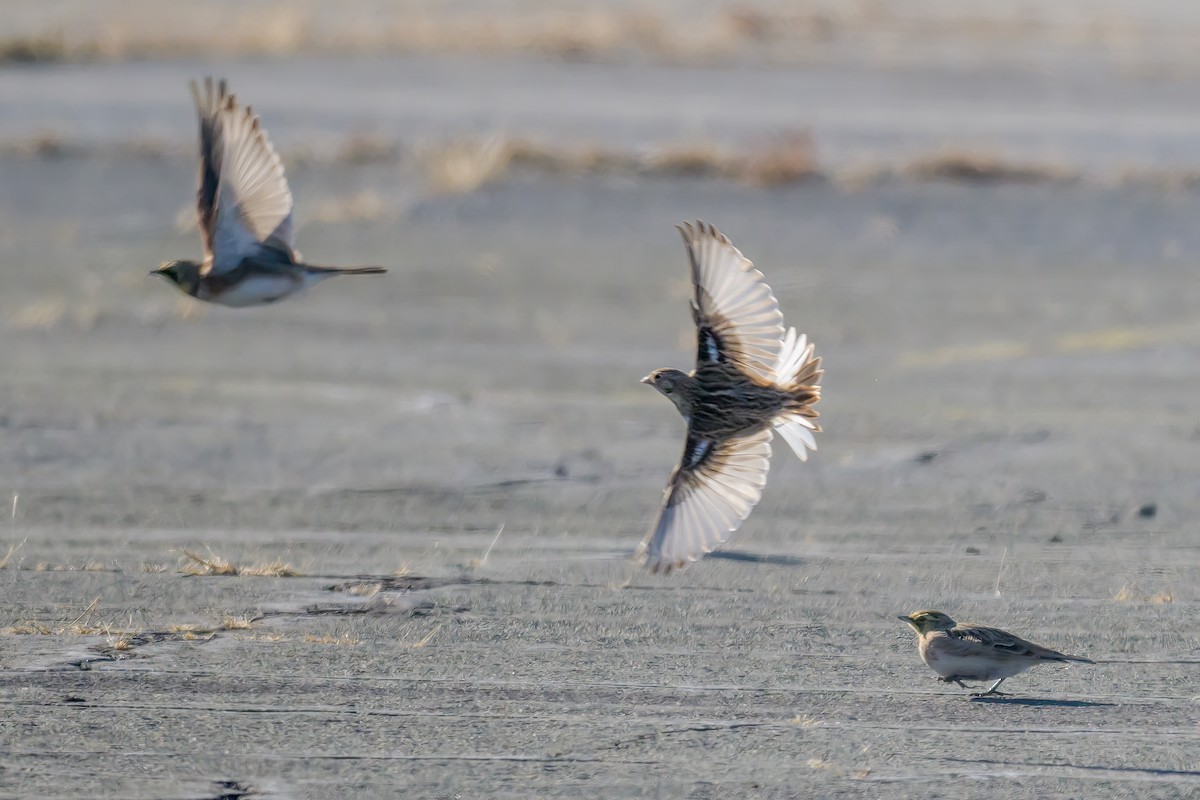 Chestnut-collared Longspur - ML646660292