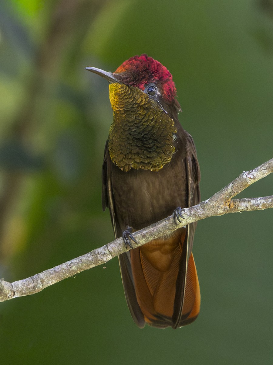 Колібрі-рубін - ML646660293