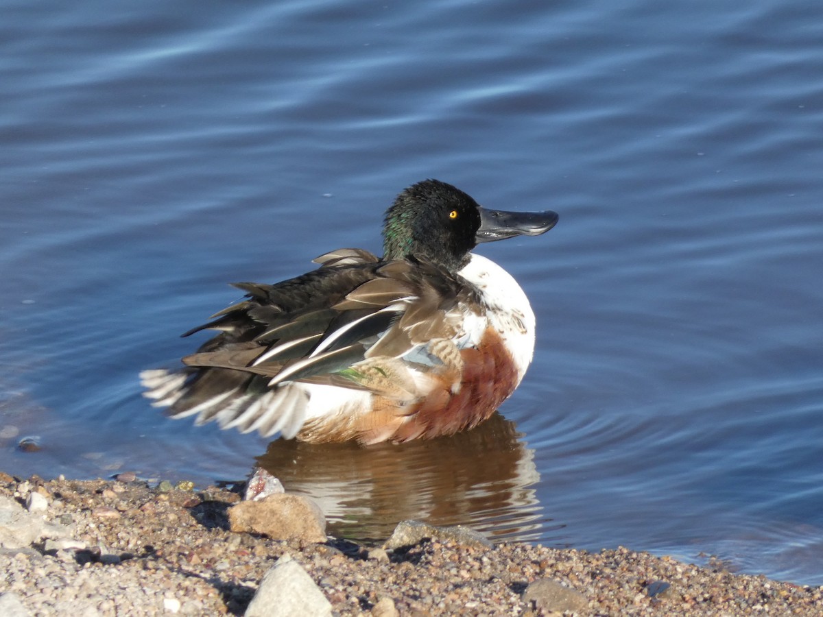 Northern Shoveler - ML646660294