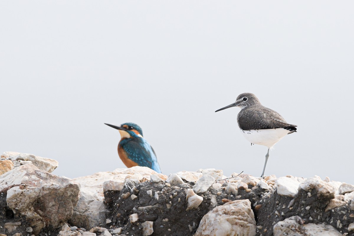 Yeşil Düdükçün - ML646660297