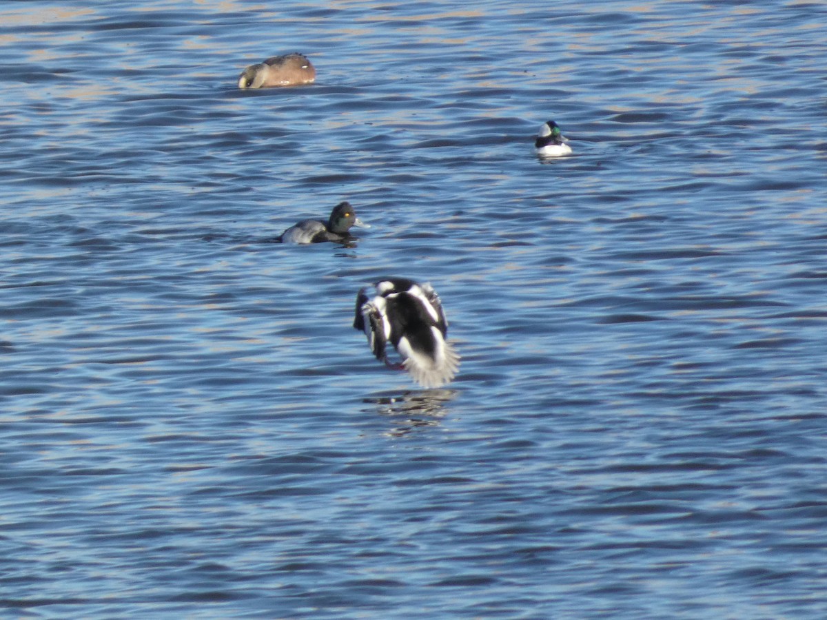 Bufflehead - ML646660298