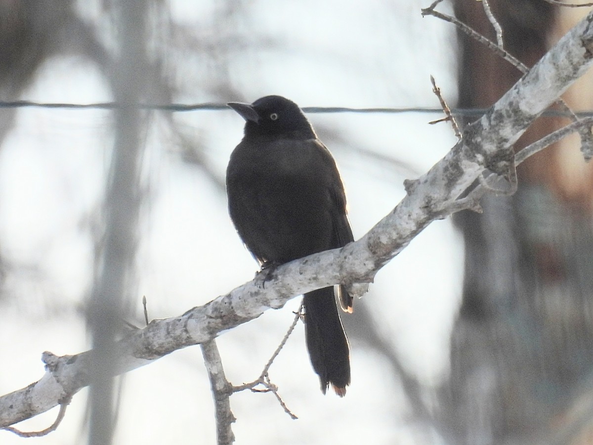 Common Grackle - ML646660299