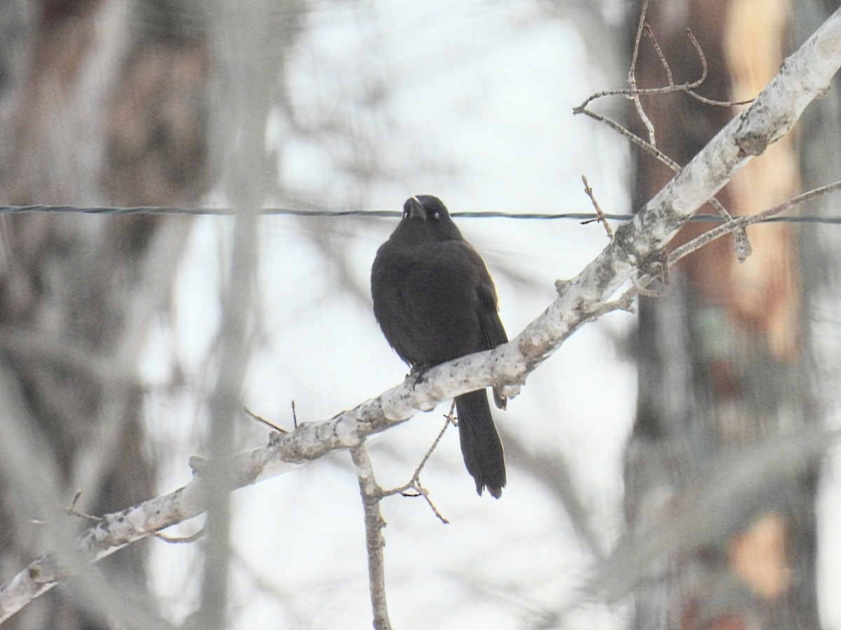 Common Grackle - ML646660300