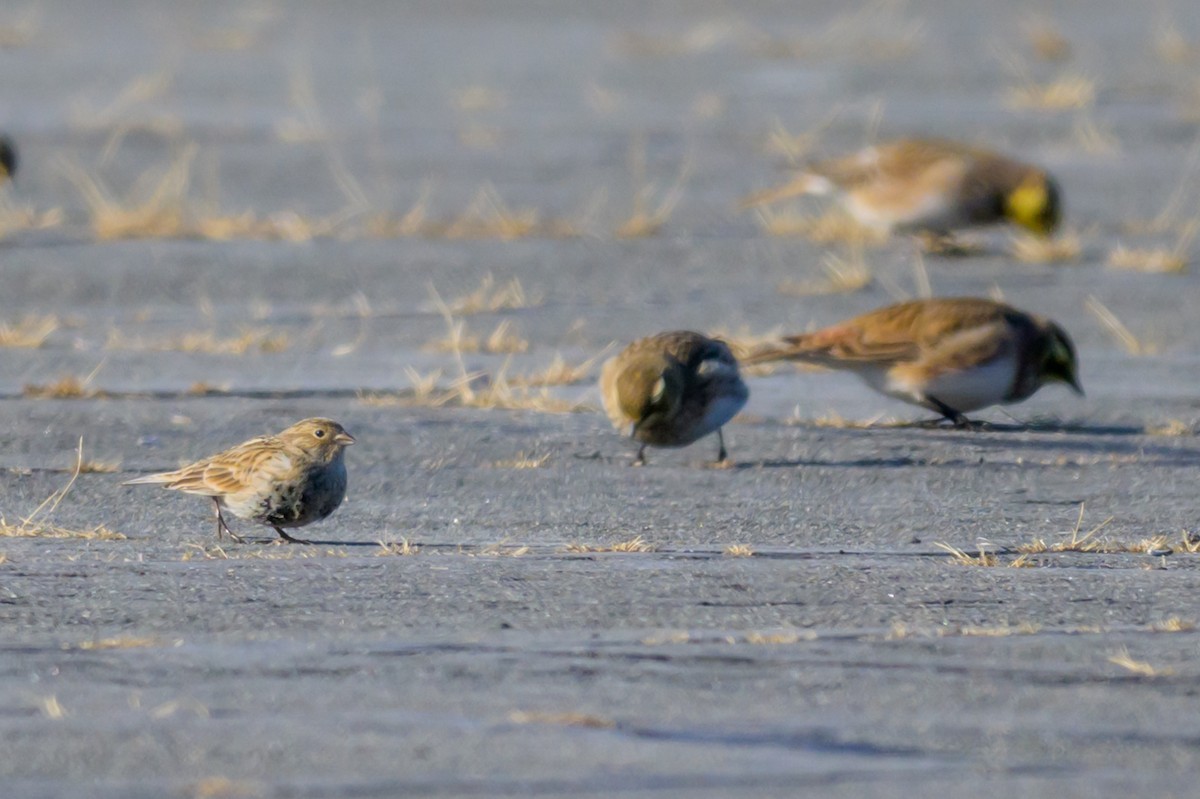Chestnut-collared Longspur - ML646660302