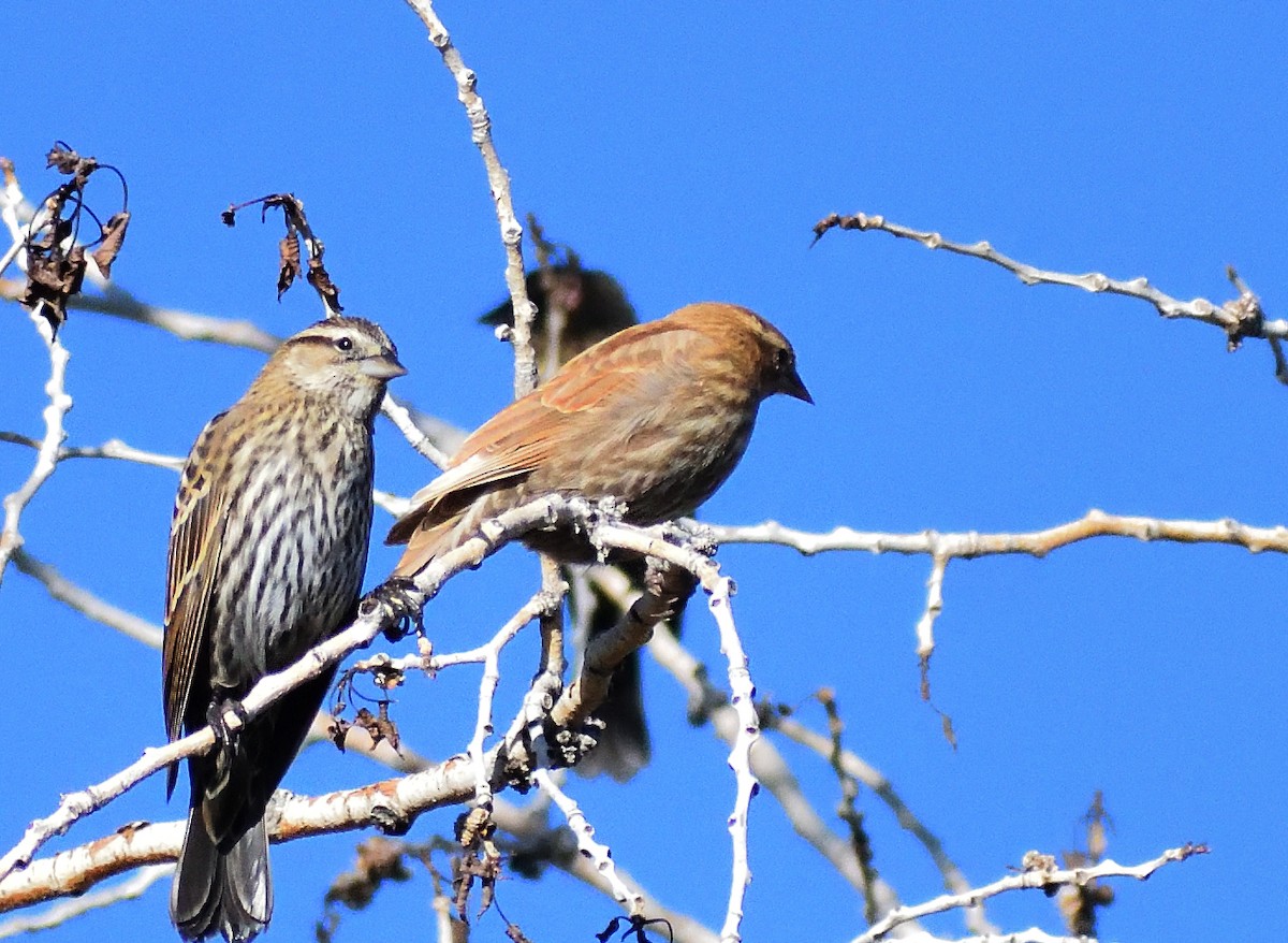 Carouge à épaulettes - ML646660303