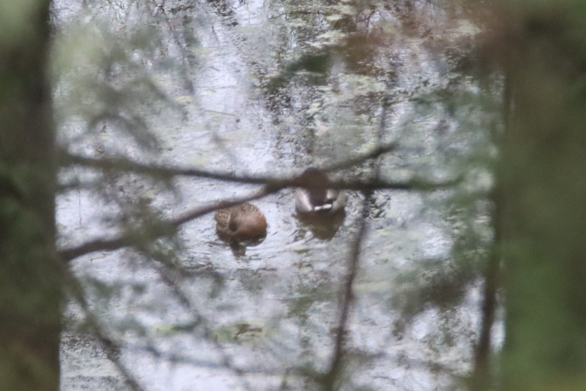 Mallard - ML646660304