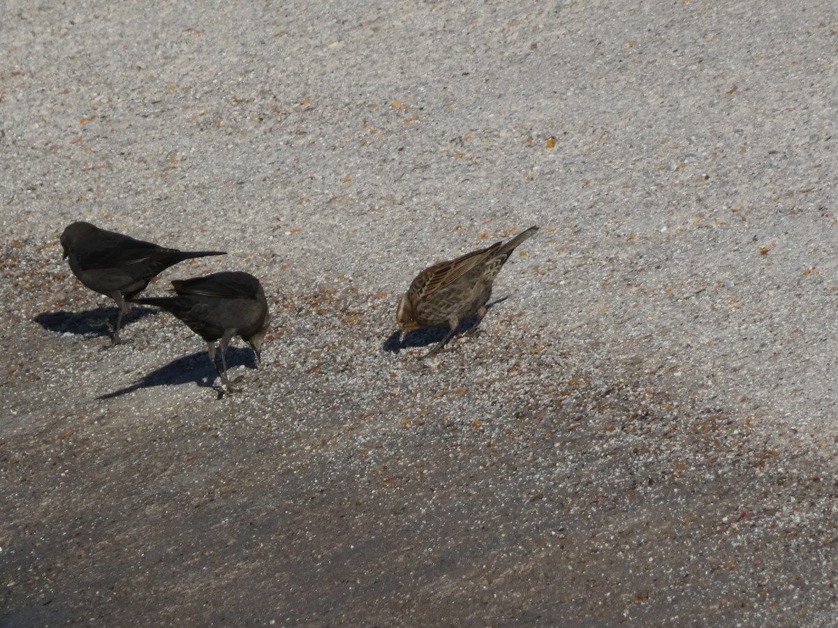 Red-winged Blackbird - ML646660305