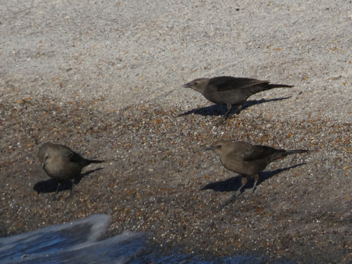 Brewer's Blackbird - ML646660308