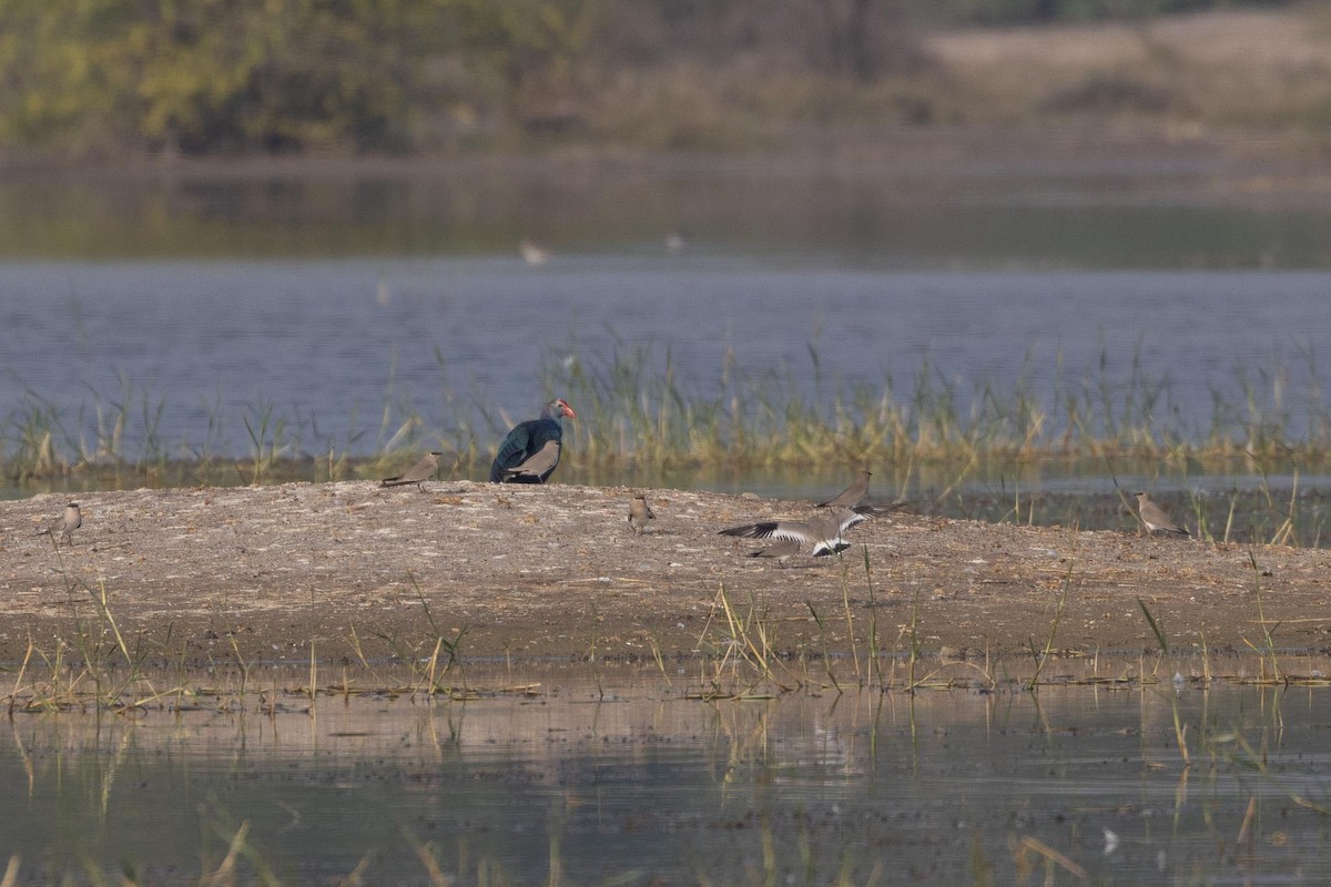 Gray-headed Swamphen - ML646660309