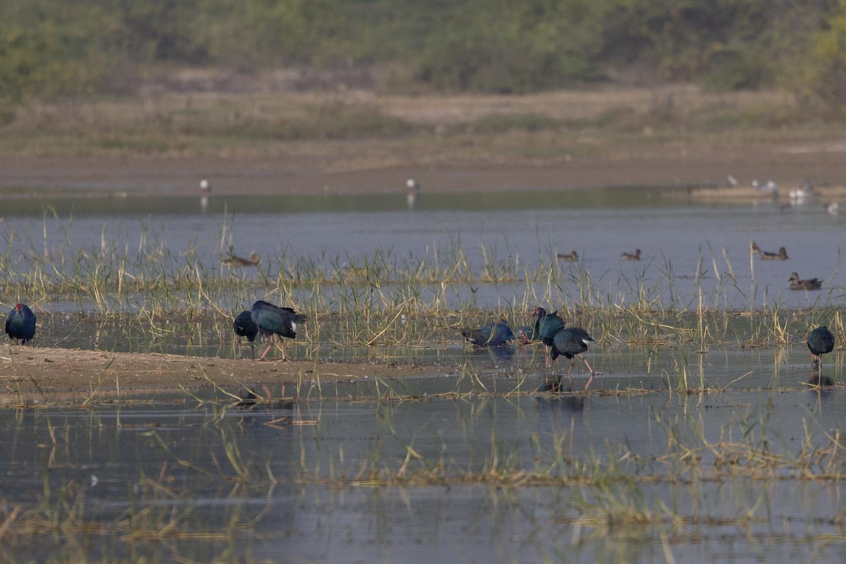 Gray-headed Swamphen - ML646660310