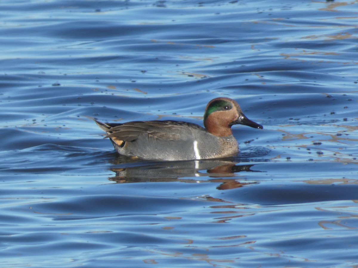 Green-winged Teal - ML646660312