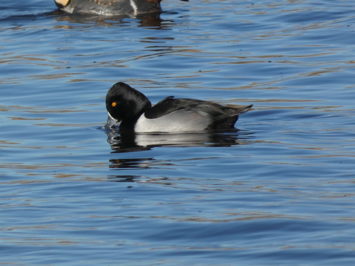 Ring-necked Duck - ML646660315