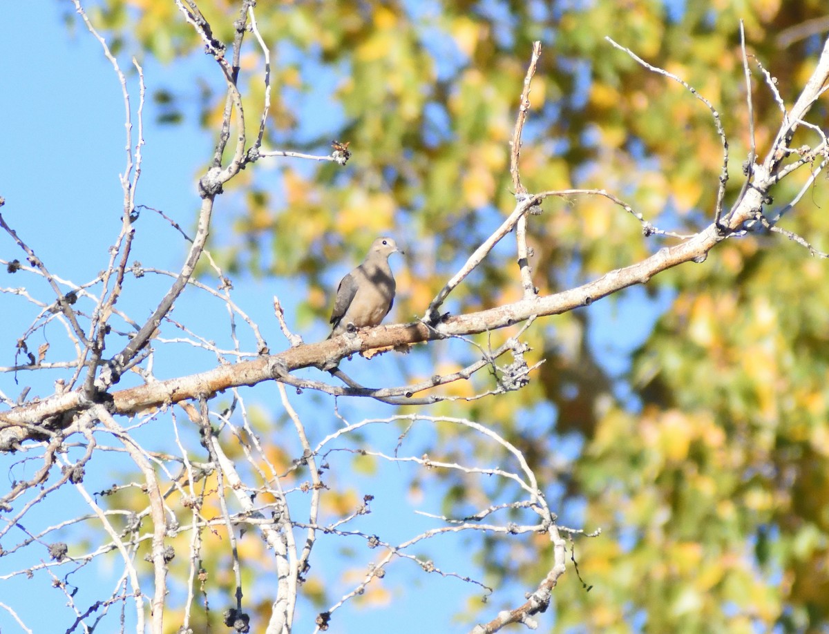 Tourterelle triste - ML646660317