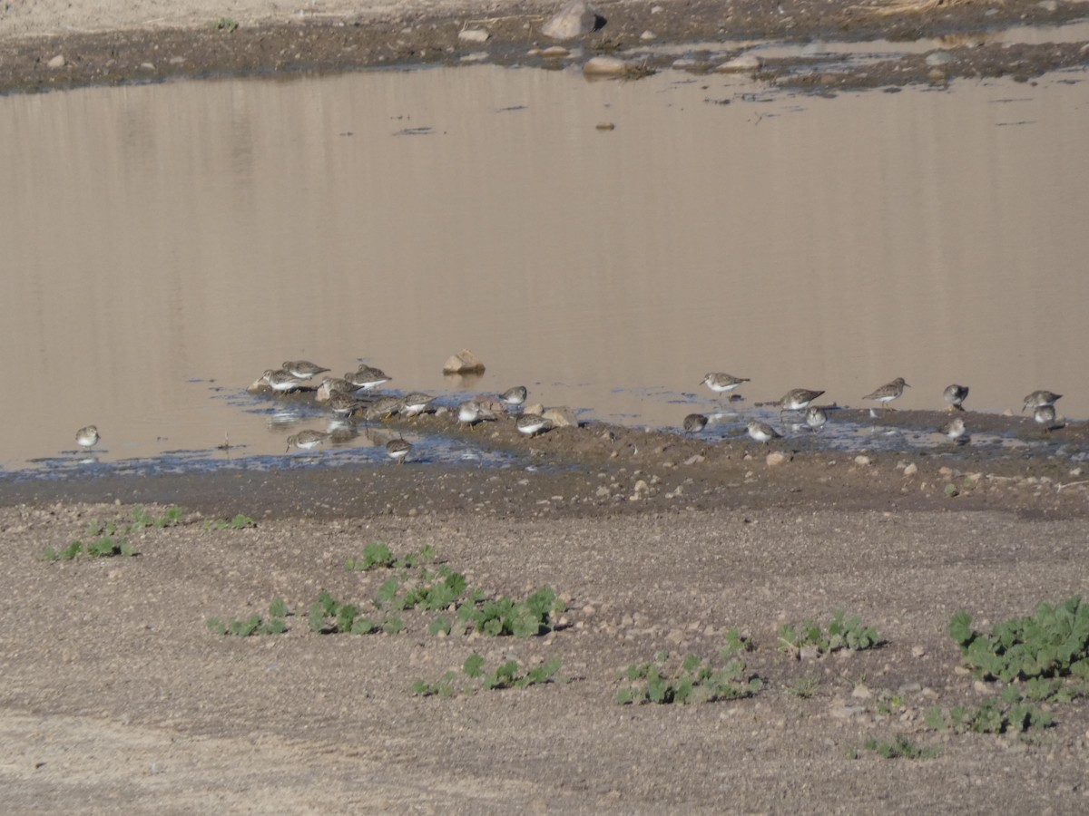 アメリカヒバリシギ - ML646660318