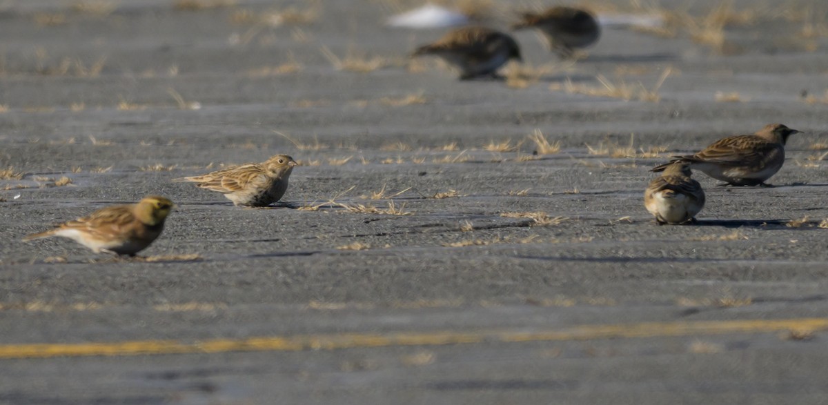 Chestnut-collared Longspur - ML646660319