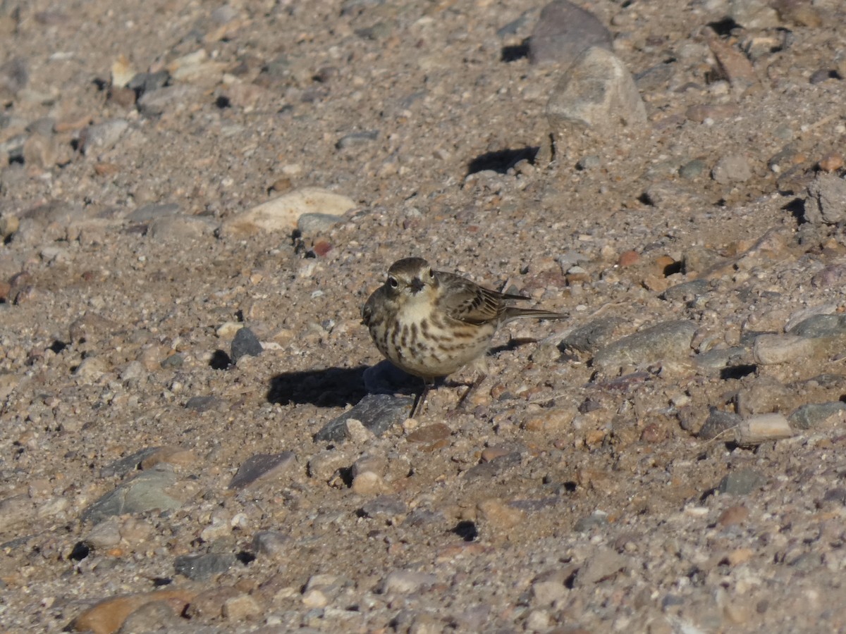 アメリカタヒバリ - ML646660320