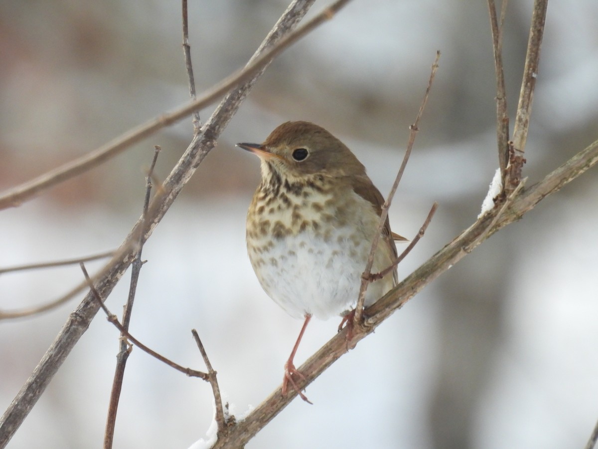 Hermit Thrush - ML646660321