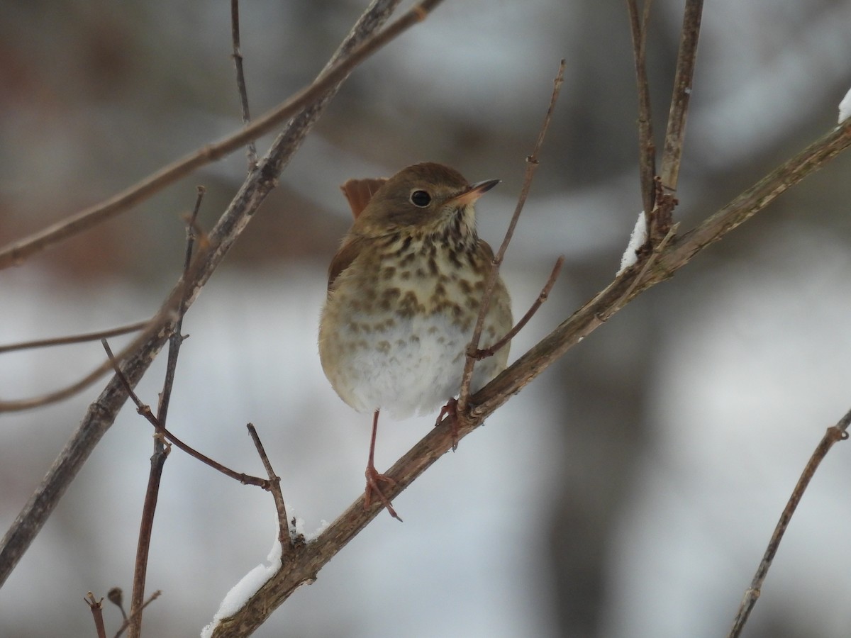 Hermit Thrush - ML646660322