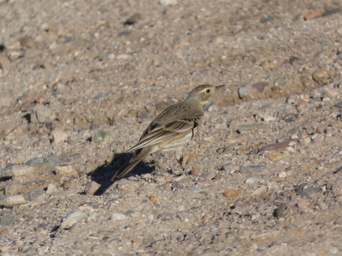 アメリカタヒバリ - ML646660323