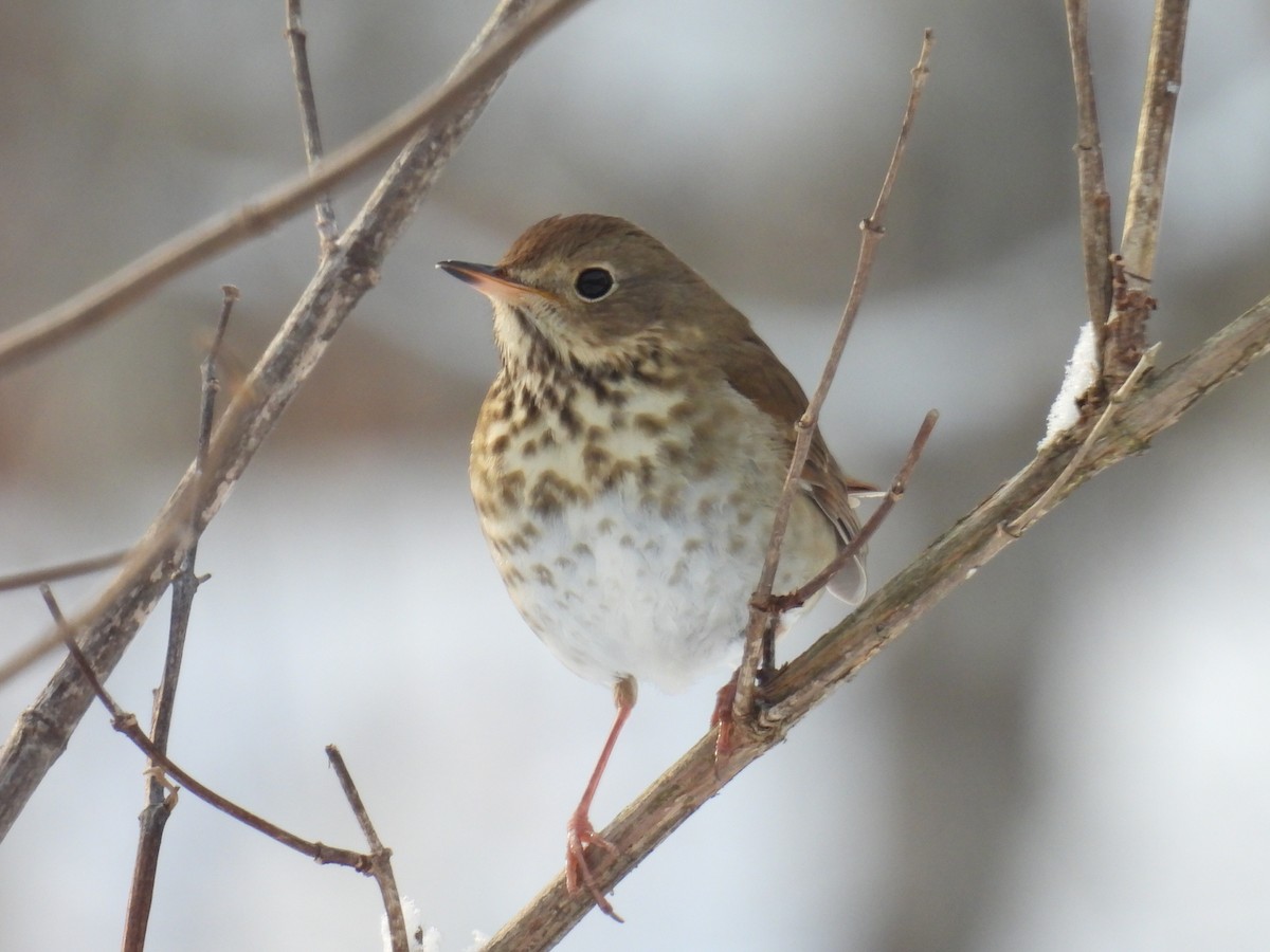Hermit Thrush - ML646660324