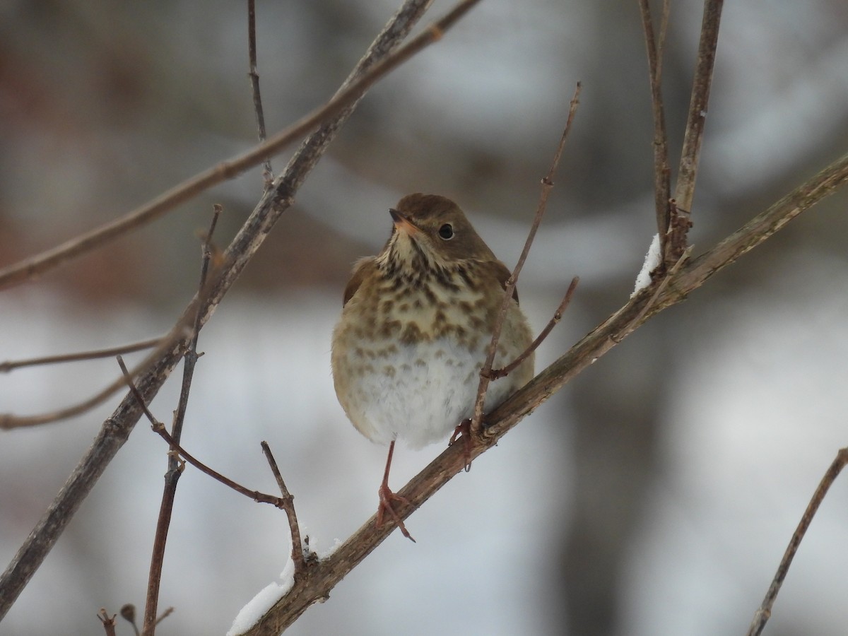 Hermit Thrush - ML646660325