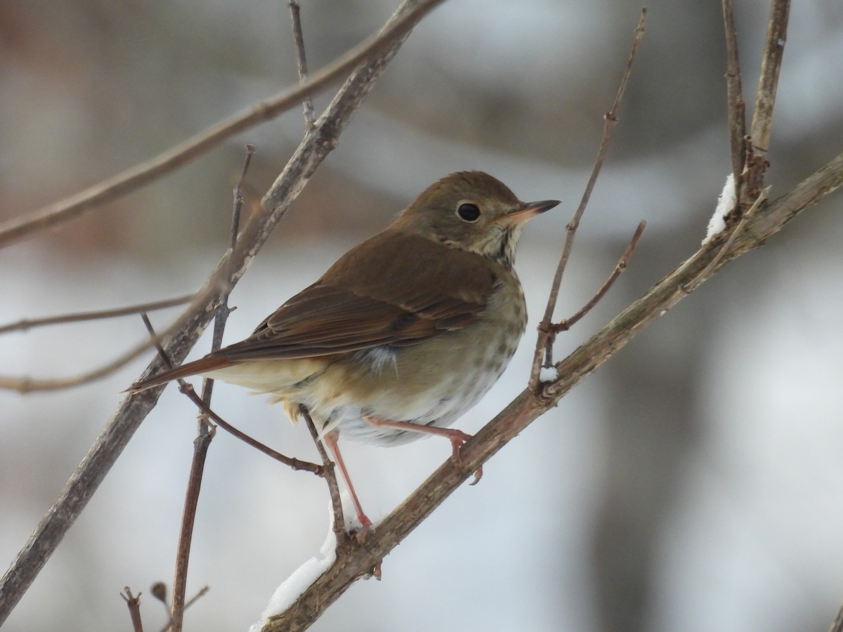 Hermit Thrush - ML646660326