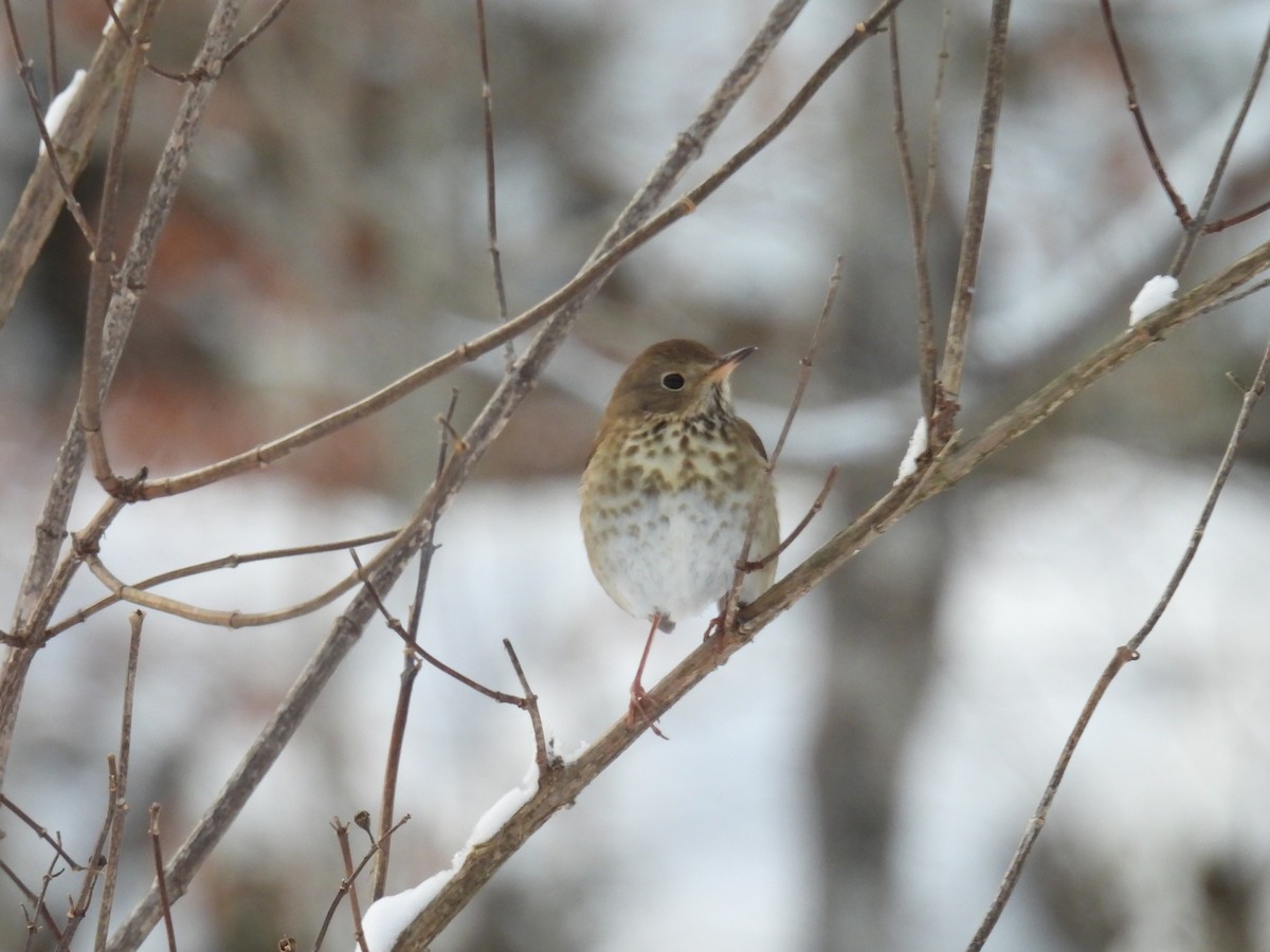 Hermit Thrush - ML646660327