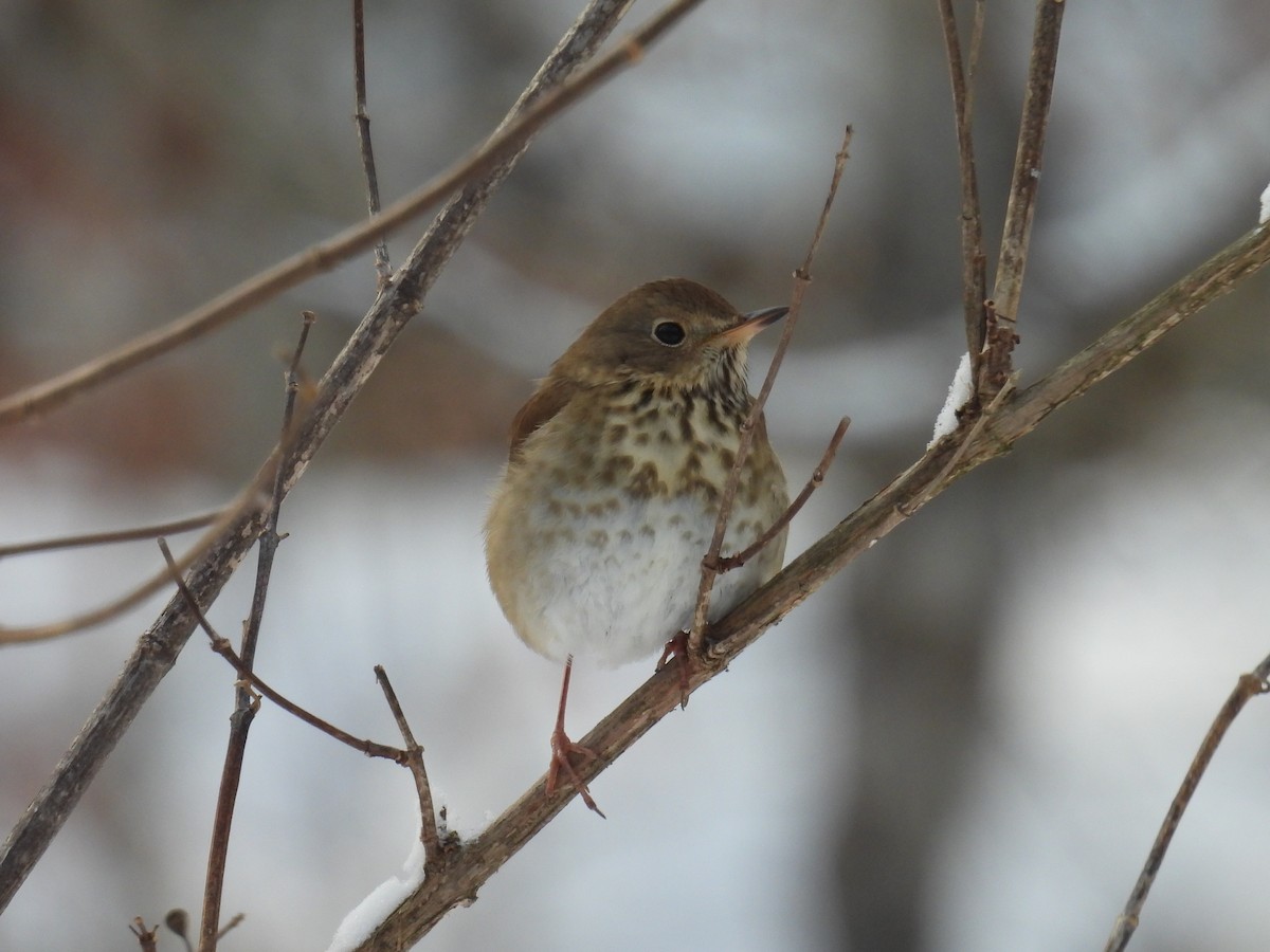 Hermit Thrush - ML646660328