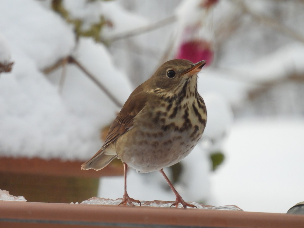 Hermit Thrush - ML646660329