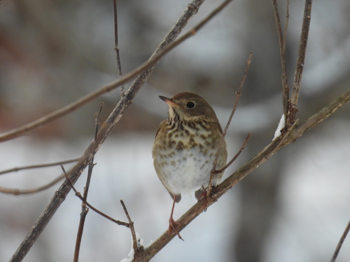 Hermit Thrush - ML646660330