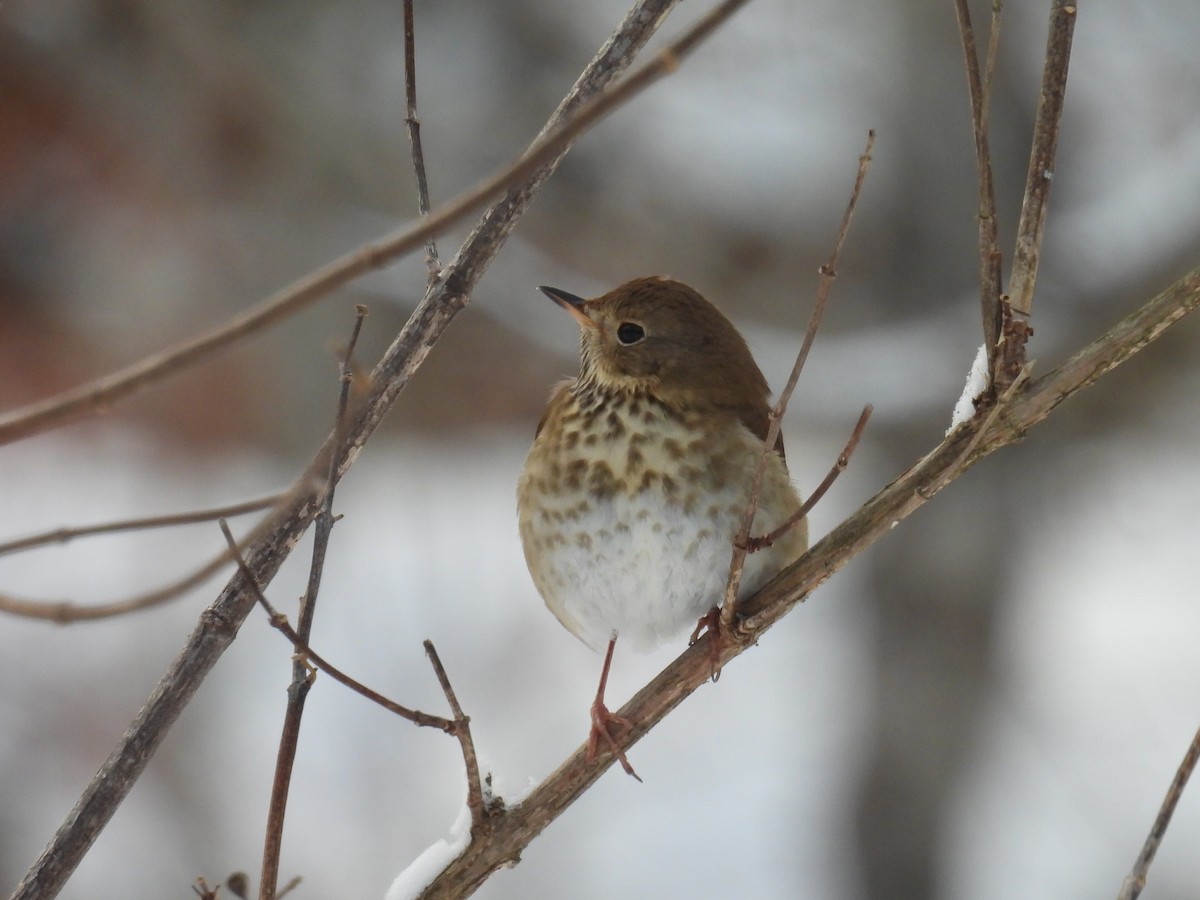 Hermit Thrush - ML646660331