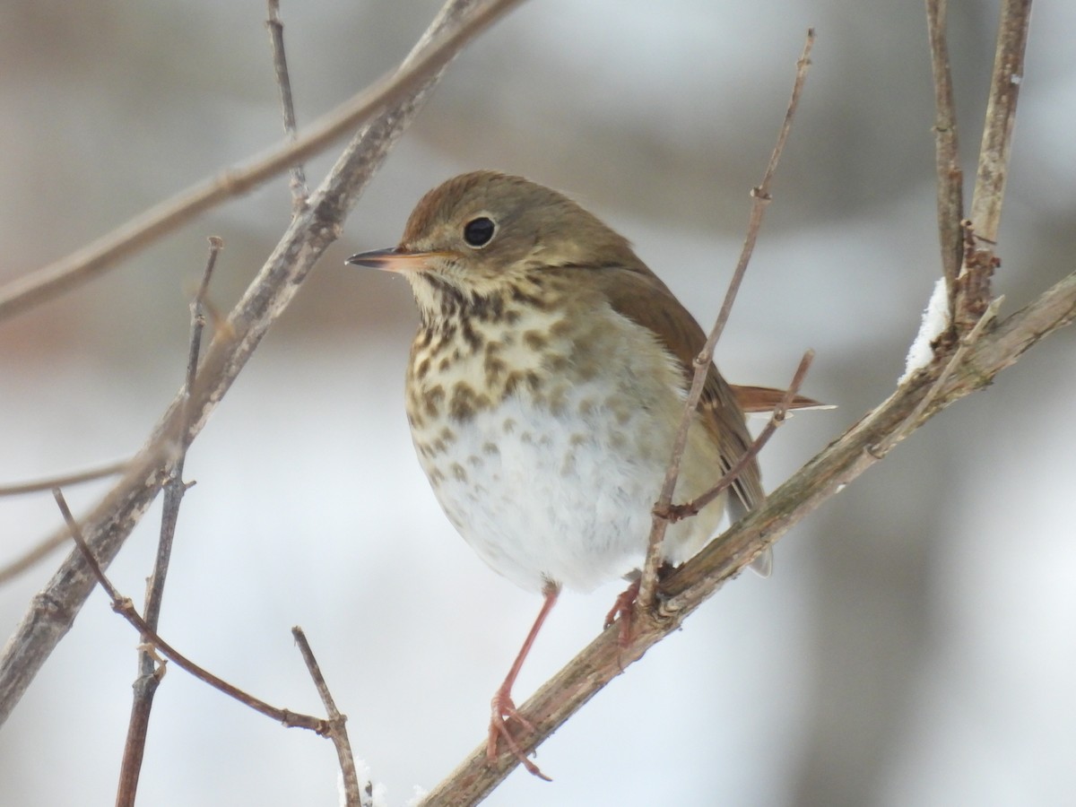 Hermit Thrush - ML646660332