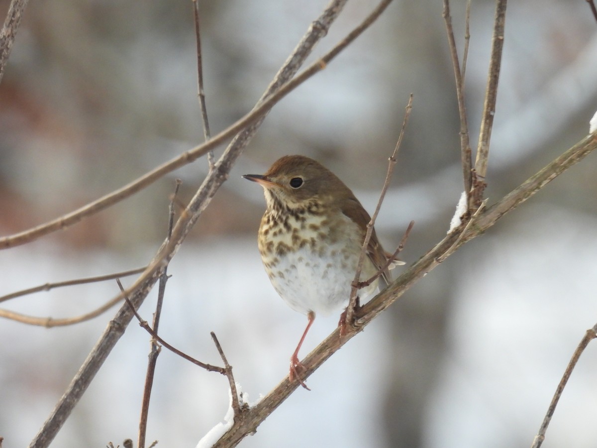 Hermit Thrush - ML646660333