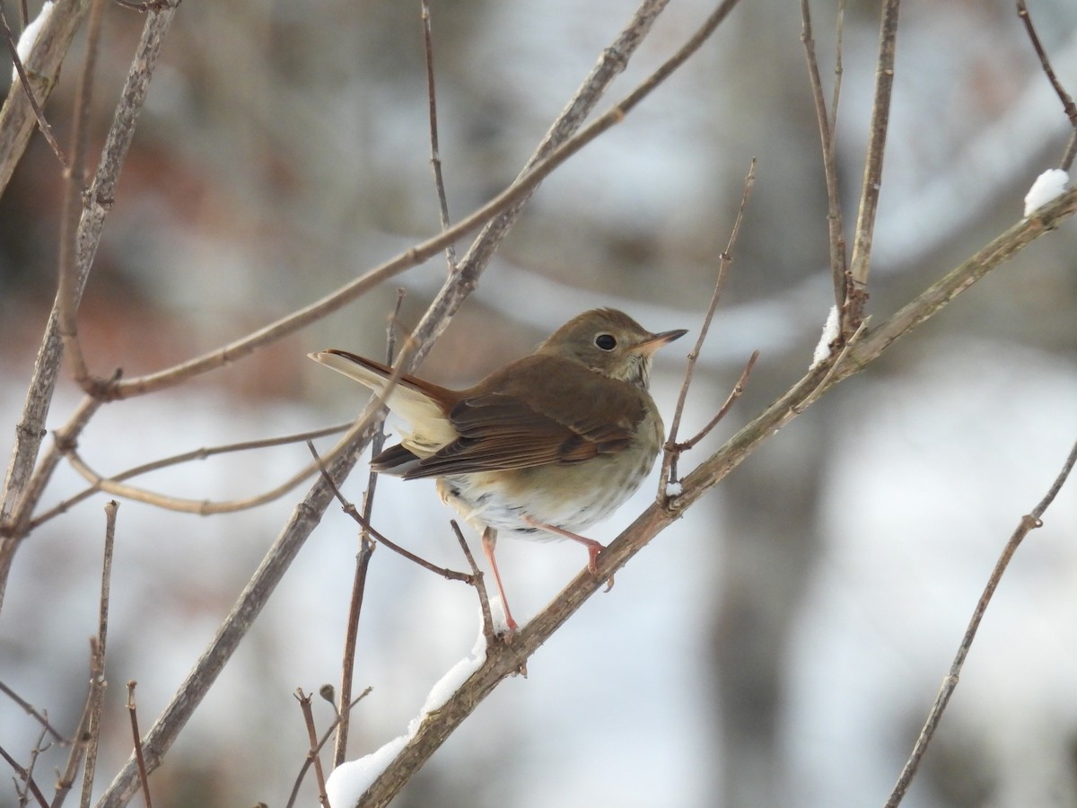 Hermit Thrush - ML646660334