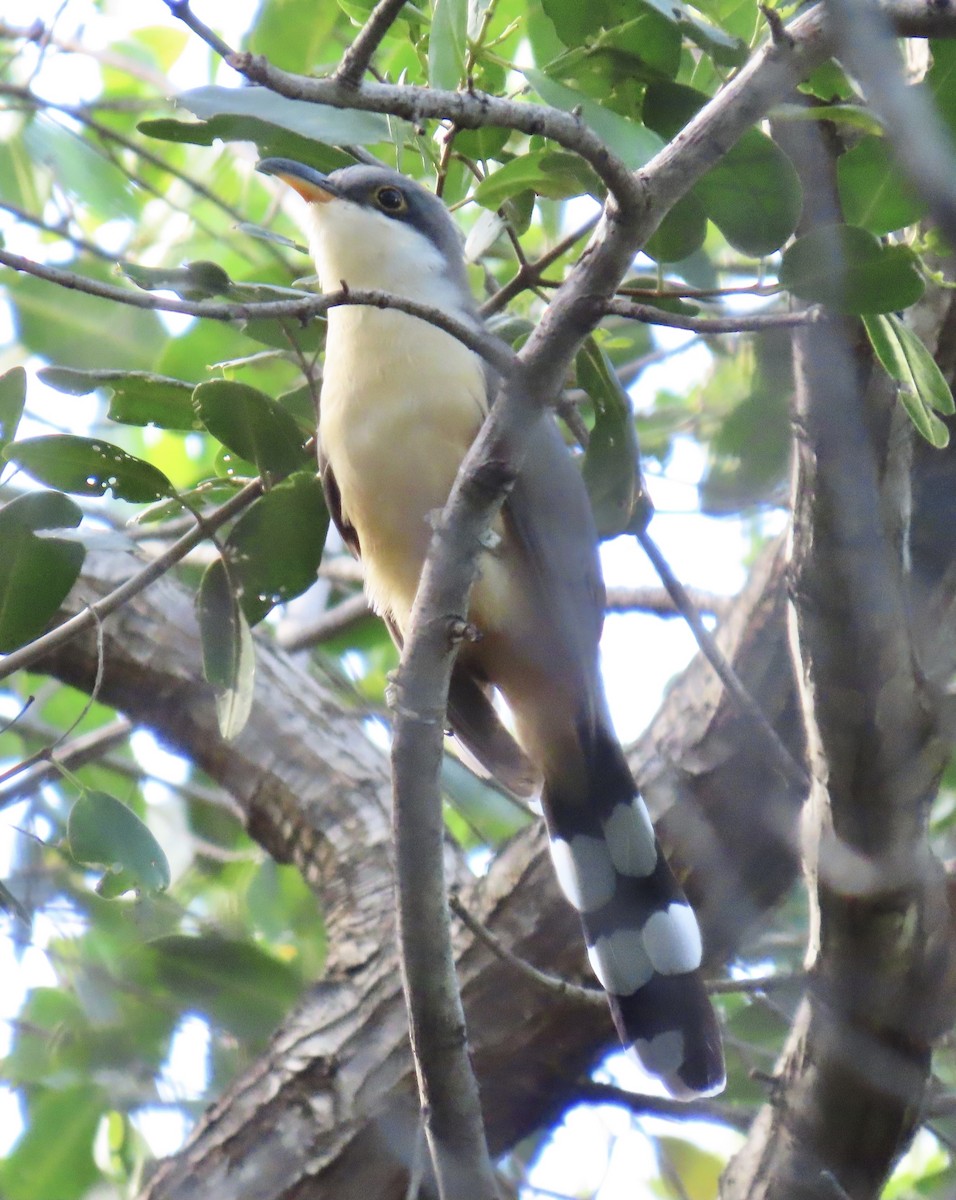 Mangrove Cuckoo - ML646660335