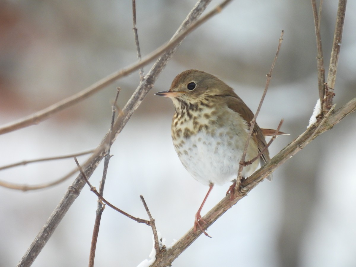 Hermit Thrush - ML646660336