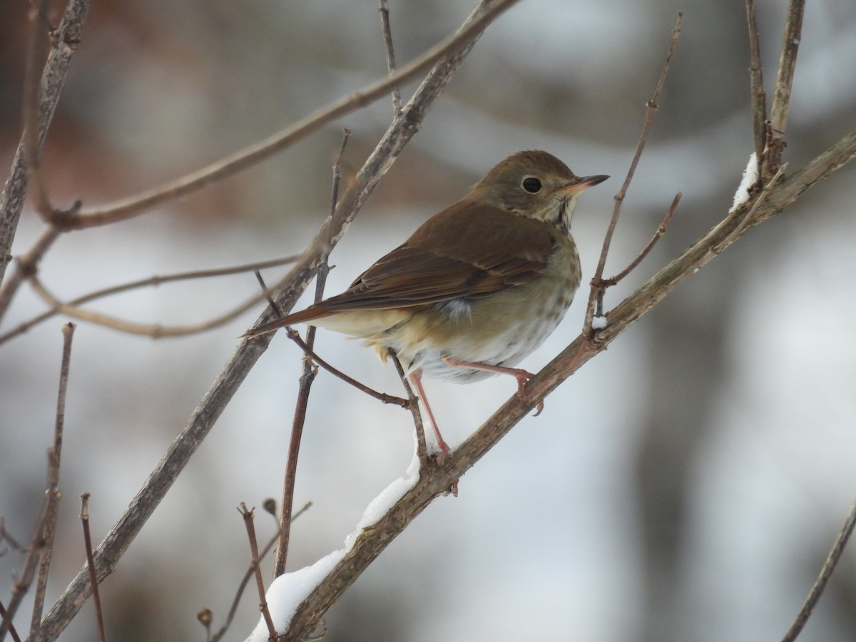 Hermit Thrush - ML646660337