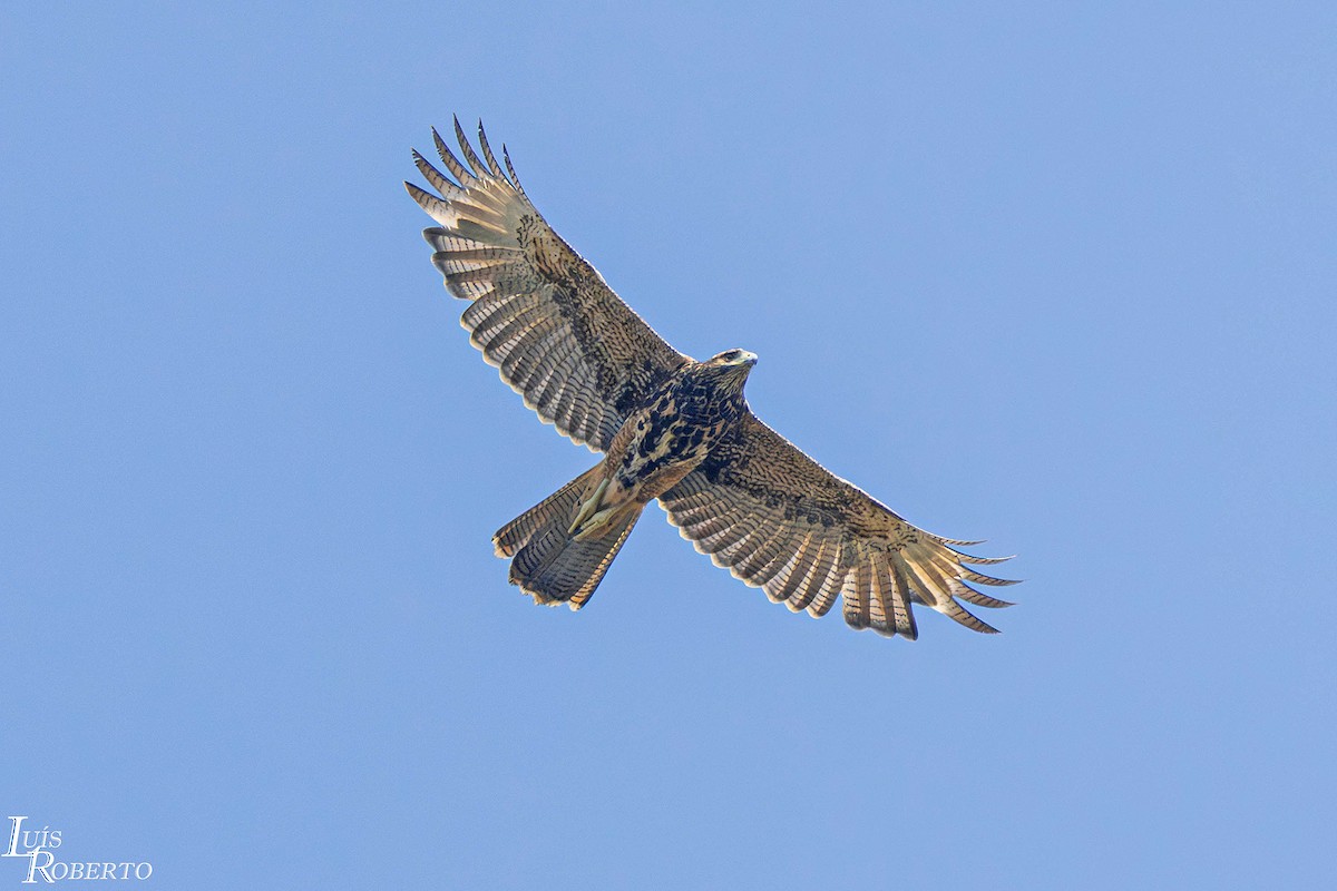 kaktusvåk - ML646660341