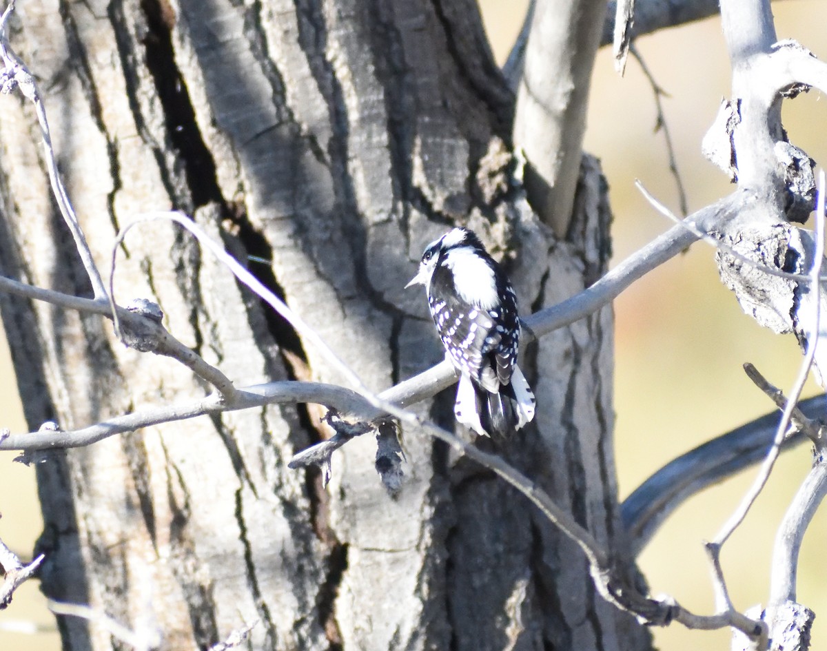 Pic mineur - ML646660342