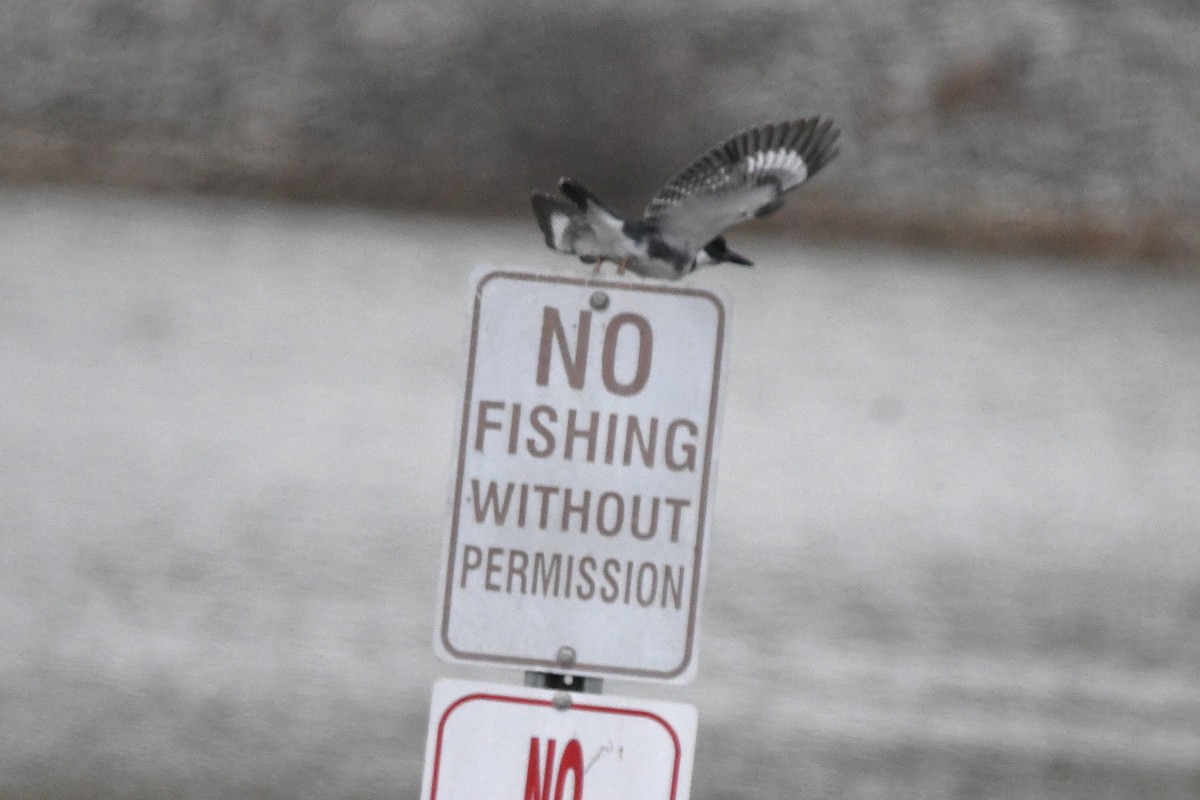 Belted Kingfisher - ML646660343