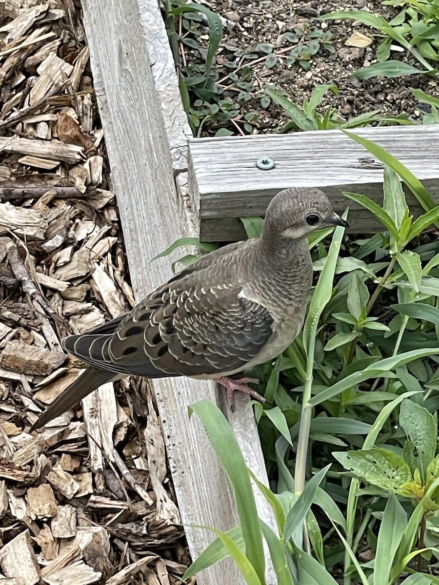 Carolinataube - ML646660344