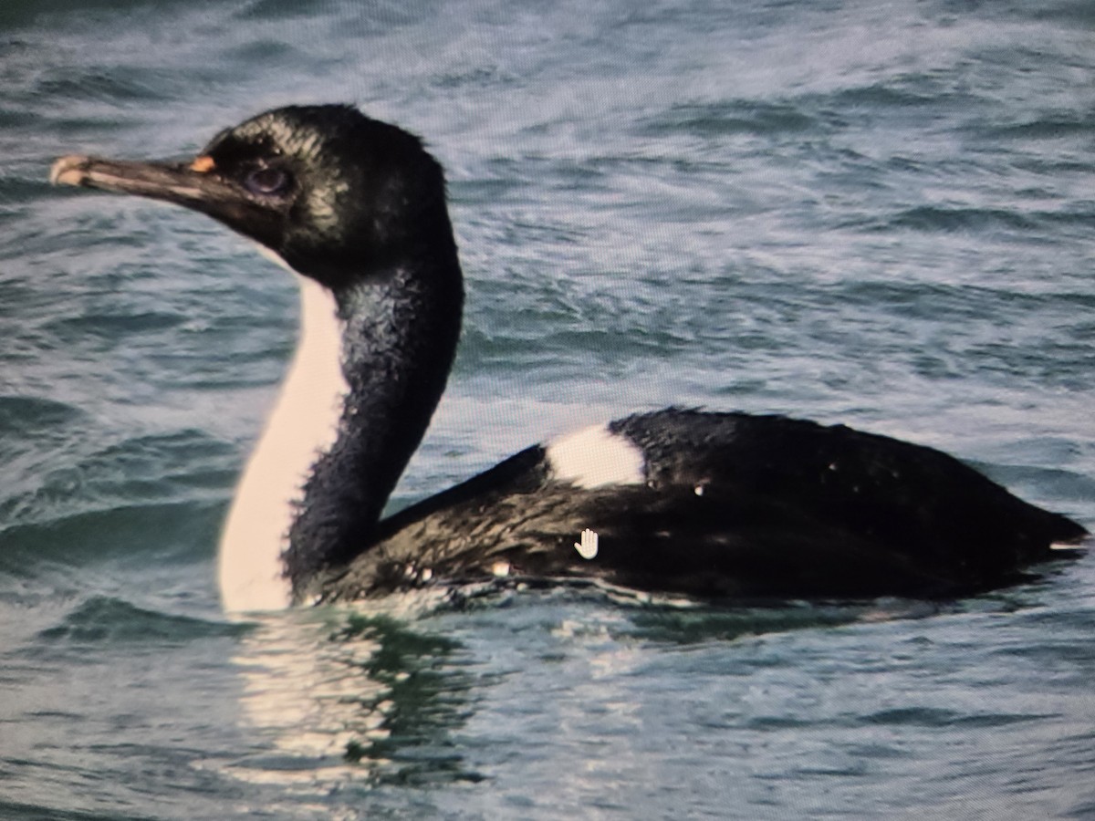 Stewart Island Shag - ML646660345