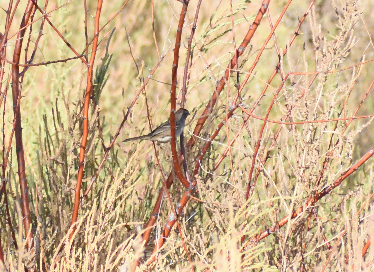 Bruant à couronne blanche - ML646660346