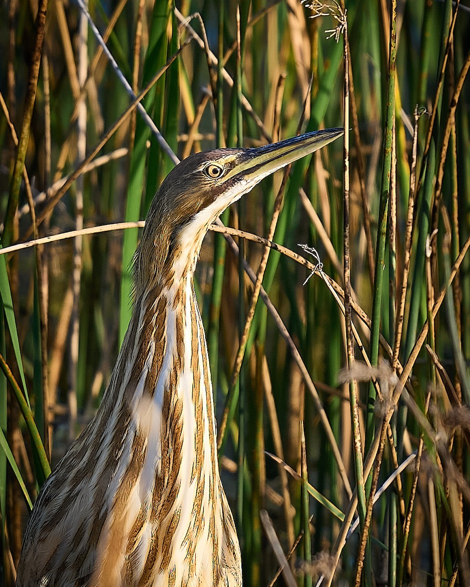 American Bittern - ML646660348